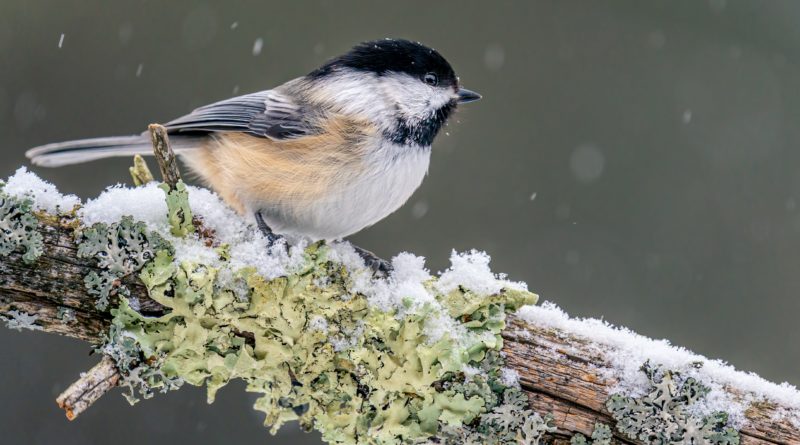 Prikrmovanie vtáctva v zime? Mestským lesom s tým môžete pomôcť