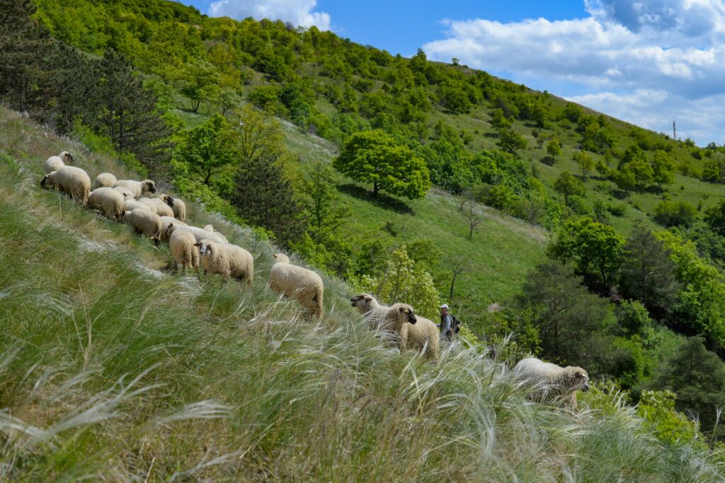 Pastva oviec