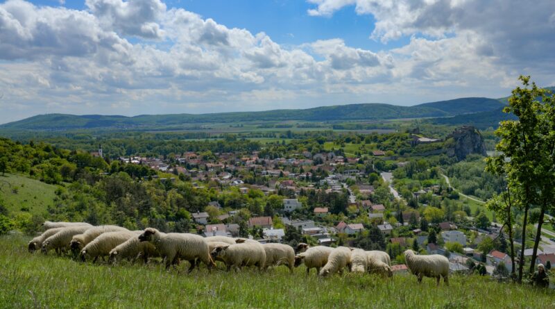 Pastva oviec tento rok nahradí kozy