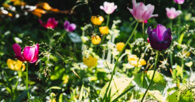 Majstrovstvá Bratislavy v predzáhradkárčení 2026