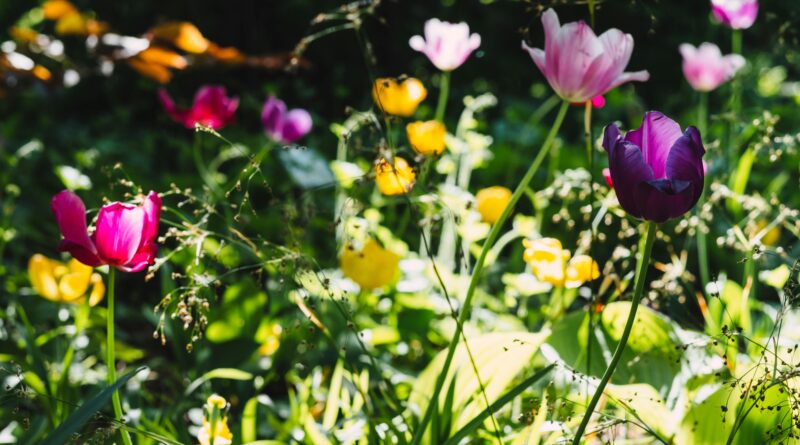 Majstrovstvá Bratislavy v predzáhradkárčení 2026