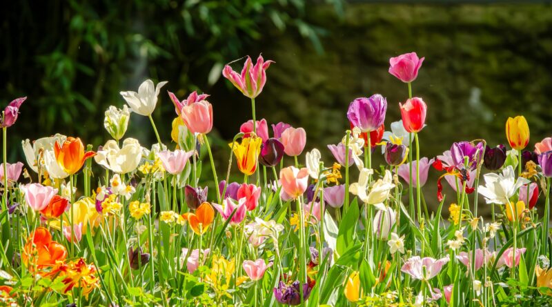 Program Istra Centra na mesiac máj 2026